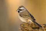 Image. Black-throated Sparrow