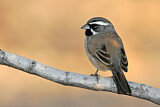 Image. Black-throated Sparrow