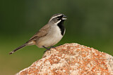 Image. Black-throated Sparrow