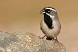 Image. Black-throated Sparrow