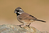 Image. Black-throated Sparrow