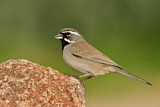 Image. Black-throated Sparrow