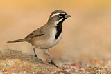 Image. Black-throated Sparrow