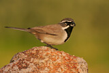 Image. Black-throated Sparrow