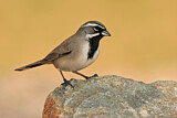 Image. Black-throated Sparrow