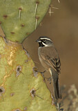 Image. Black-throated Sparrow