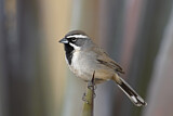 Image. Black-throated Sparrow