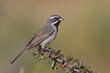 Image. Black-throated Sparrow