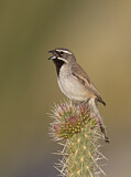 Image. Black-throated Sparrow