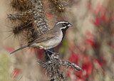 Image. Black-throated Sparrow