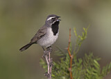 Image. Black-throated Sparrow