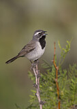 Image. Black-throated Sparrow