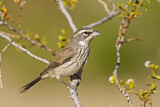 Image. Black-throated Sparrow