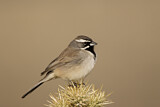 Image. Black-throated Sparrow