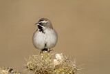 Image. Black-throated Sparrow