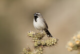 Image. Black-throated Sparrow