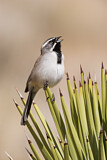 Image. Black-throated Sparrow