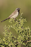 Image. Black-throated Sparrow
