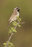 Image. Black-throated Sparrow
