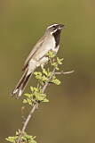 Image. Black-throated Sparrow