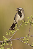 Image. Black-throated Sparrow