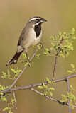 Image. Black-throated Sparrow