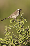 Image. Black-throated Sparrow