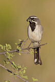 Image. Black-throated Sparrow