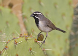 Image. Black-throated Sparrow