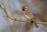 Image. Black-throated Sparrow