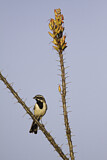 Image. Black-throated Sparrow