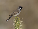 Image. Black-throated Sparrow