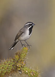 Image. Black-throated Sparrow