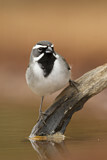 Image. Black-throated Sparrow