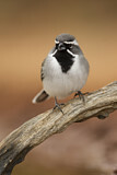 Image. Black-throated Sparrow