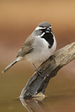 Image. Black-throated Sparrow