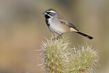 Image. Black-throated Sparrow