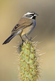 Image. Black-throated Sparrow