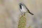 Image. Black-throated Sparrow