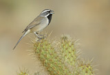 Image. Black-throated Sparrow