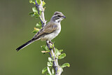 Image. Black-throated Sparrow