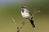 Image. Black-throated Sparrow