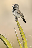Image. Black-throated Sparrow
