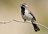 Image. Black-throated Sparrow
