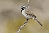 Image. Black-throated Sparrow