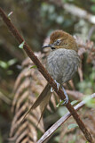 Image. Black-throated Thistletail
