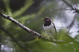 Image. Black-throated Thrush