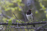 Image. Black-throated Thrush