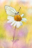 Image. Black-veined White