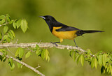 Image. Black-vented Oriole